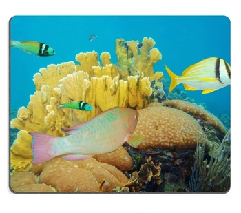 Универсальный Резиновый Коврик для мыши на заказ, Игровой Коврик для мыши, подводные кораллы с разноцветными тропическими рыбками, Карибский бассейн, Мексика Изображение
